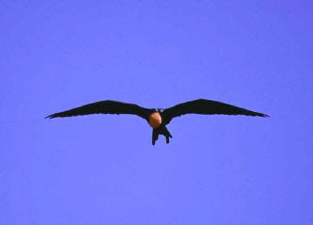 Frigatebird