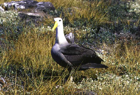 Waved Albatross