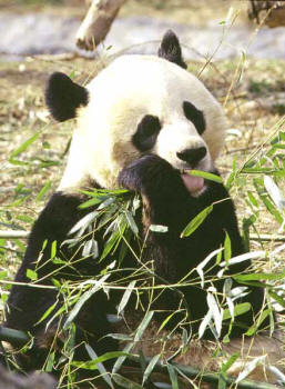 Giant Panda