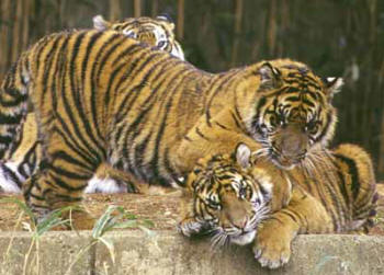 Sumatran Tigers