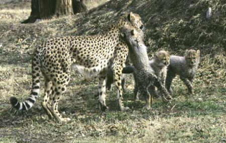 Cheetah & Cubs