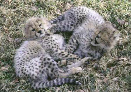 Cheetah Cubs