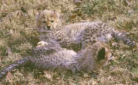 Cheetah Cubs