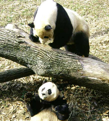 Giant Pandas