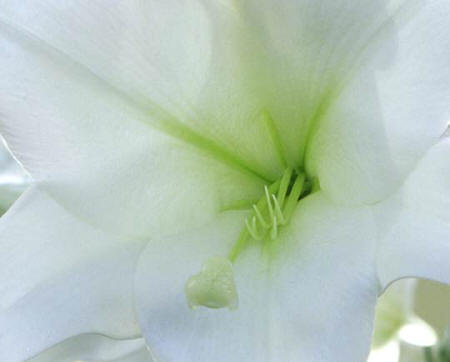 Easter Lily