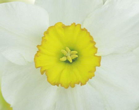 Daffodil