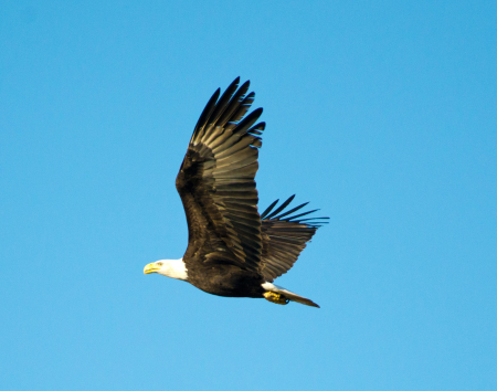 Bald Eagle at Wilde Lake, Columbia, MD