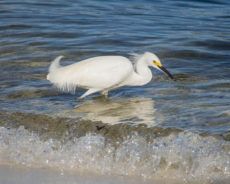 Snowy Egret