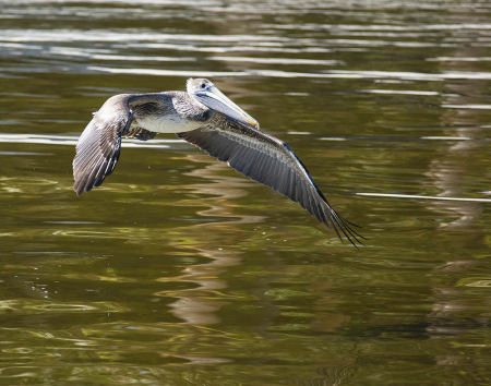Brown Pelican on the Wing