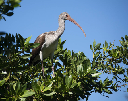 Juvenile White Ibis