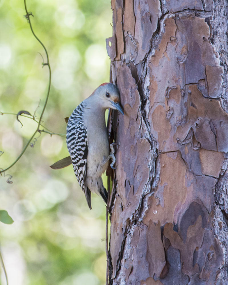 Red-bellied Woodpecker