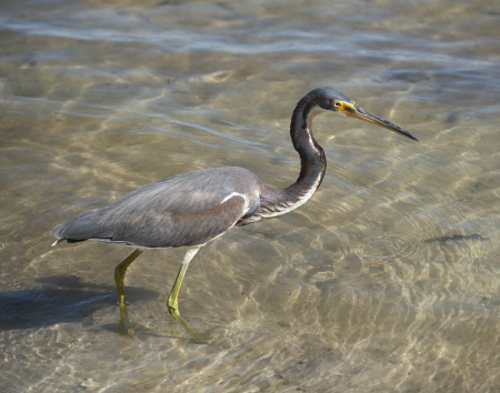 Tricolored Heron