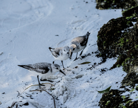 Sandpipers