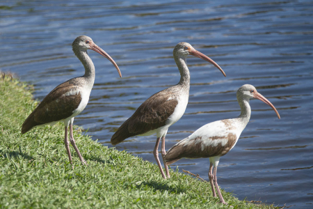 Juvenile Ibises