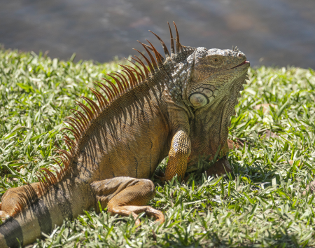 Iguana