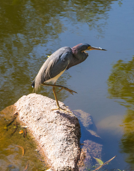 Tricolored Heron