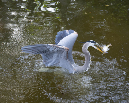 Great Blue Heron with Fish