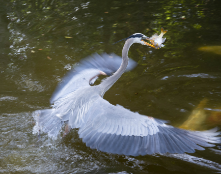 Great Blue Heron with Fish