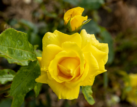 IRL3791 In the Tralee Community Garden