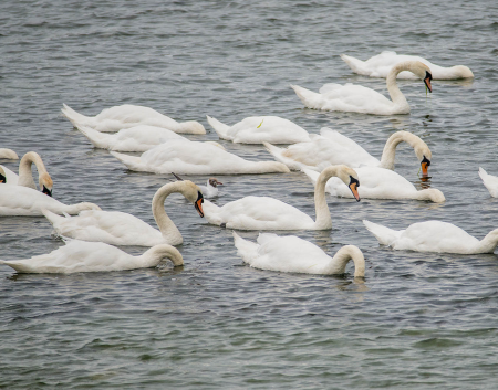 IRL4173 Swans on Owenglin River, Clifden