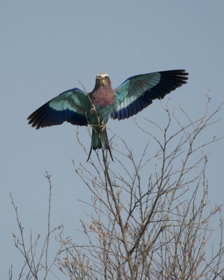 Lilac-Breasted Roller