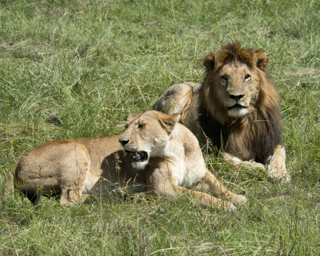 Lion and Lioness