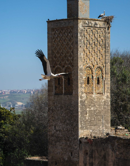 Storks at Chellah, Rabat
