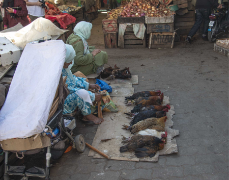 Checkens for Sale in the Rabat Souk