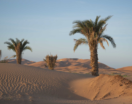 In the Sahara Desert