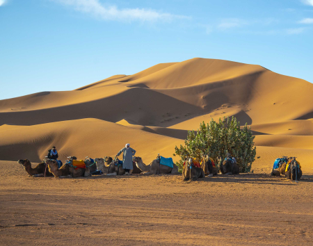 In the Sahara Desert with Camels