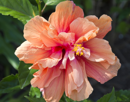 Hamilton Gardens Hibiscus