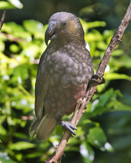 Kaka - bird of the parrot family