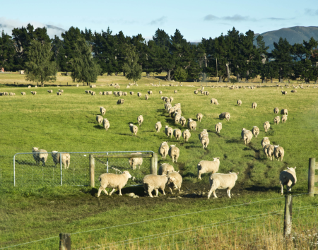 Sheep Station near Queenstown