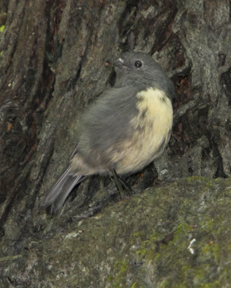 New Zealand Robin (toutouwai)