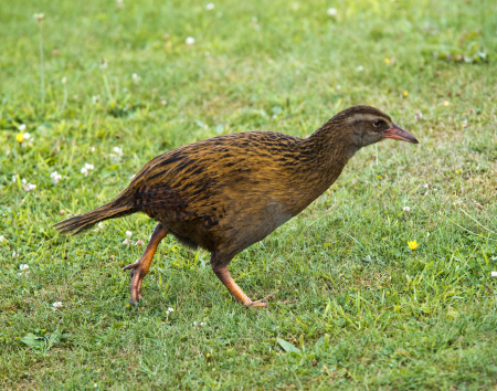 Weka