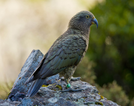 Kea