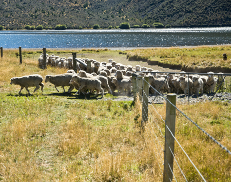 Flock Hill Sheep Station