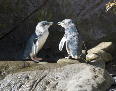 Blue Penguins