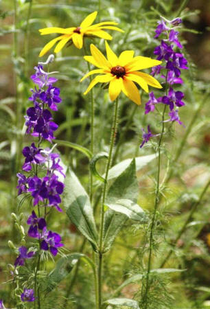 Black-eyed Susan