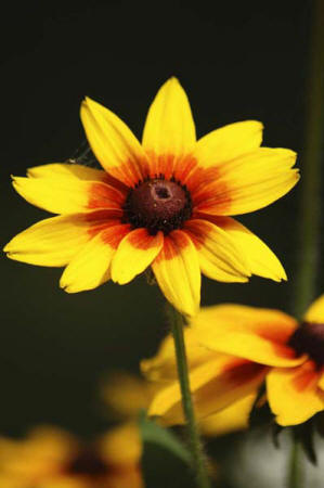 Black-eyed Susan