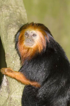 Golden-headed Lion Tamarin