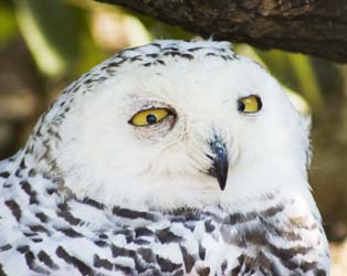 Snowy Owl