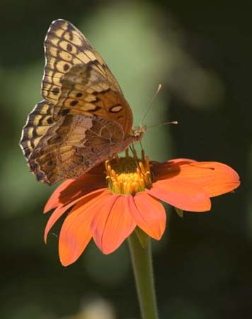 Great Spangled Fritillary