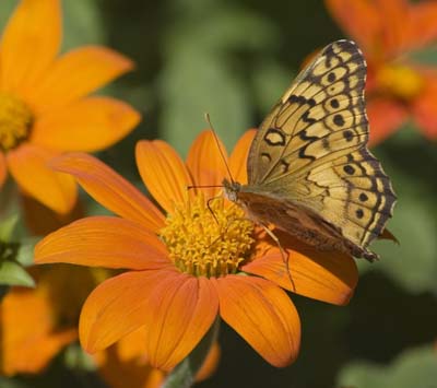 Fritillary