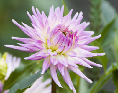 Incurved Cactus Dahlia