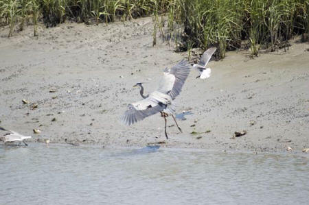 Great Blue Heron