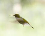 Hummingbird