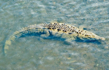 Crocodile
