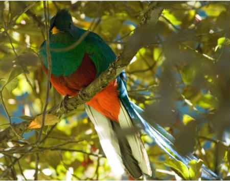 Quetzal