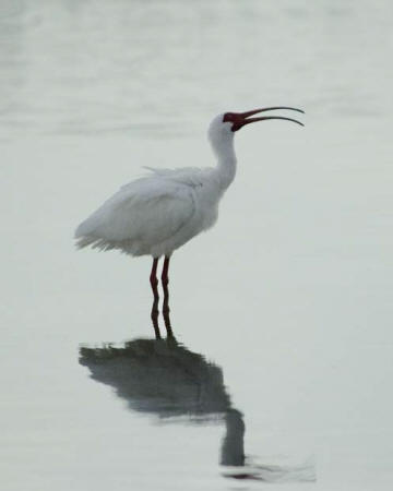 White Ibis